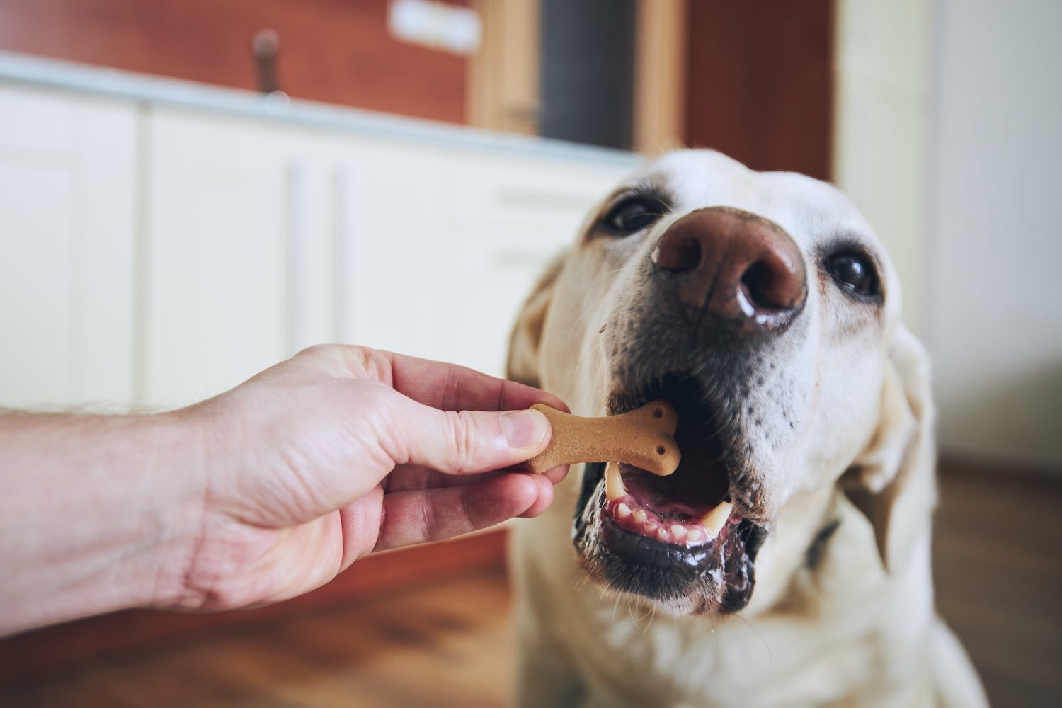 Comment Choisir Les Friandises Donner Mon Chien Val Rie Schaeffer   Quelles Friandises Donner Chien 