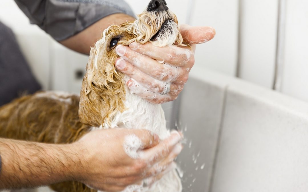 Comment éduquer son chien à la propreté ?